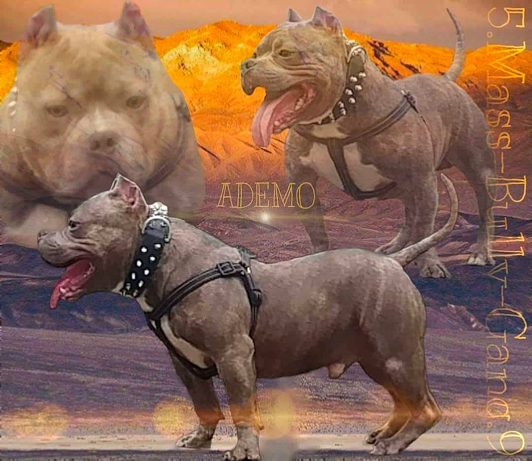 Ademo American Bully Abkc a rejoint le concours — aidez-le/la à gagner de superbes lots ! american_pit_bull_terrier, american_staffordshire_terrier, ancient_dog_breeds, bull_and_terrier, bully_kutta, canidae, carnivore, cordoba_fighting_dog, dog, dog_breed, fawn, mammal, molosser, non_sporting_group, perro_de_presa_canario, pit_bull, snout, staffordshire_bull_terrier, terrier, vertebrate