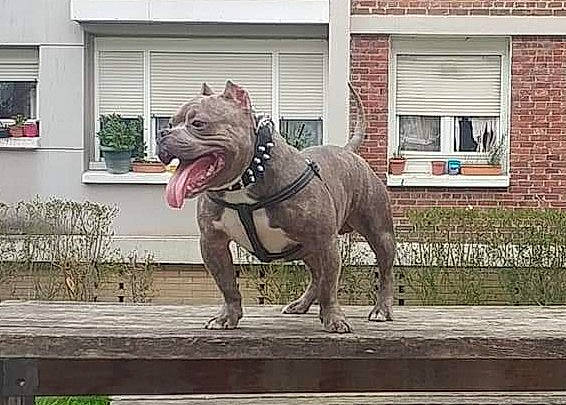 Ademo American Bully Abkc
