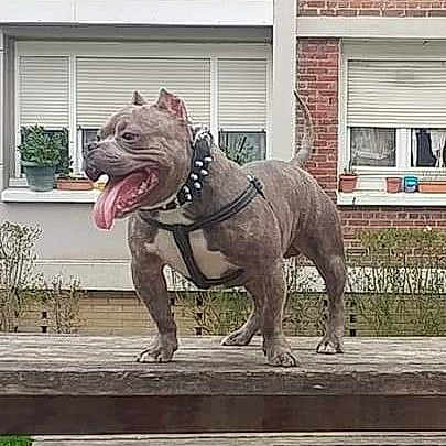 Ademo American Bully Abkc