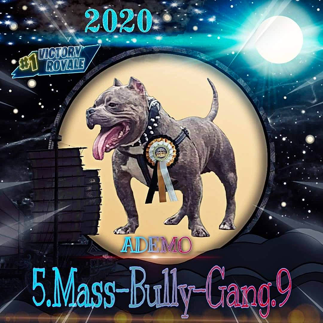 Ademo American Bully Abkc participe au concours pour gagner de l'argent avec cette photo : american_pit_bull_terrier, bull_and_terrier, canidae, carnivore, dog, dog_breed, extinction, graphic_design, illustration, non_sporting_group, pit_bull