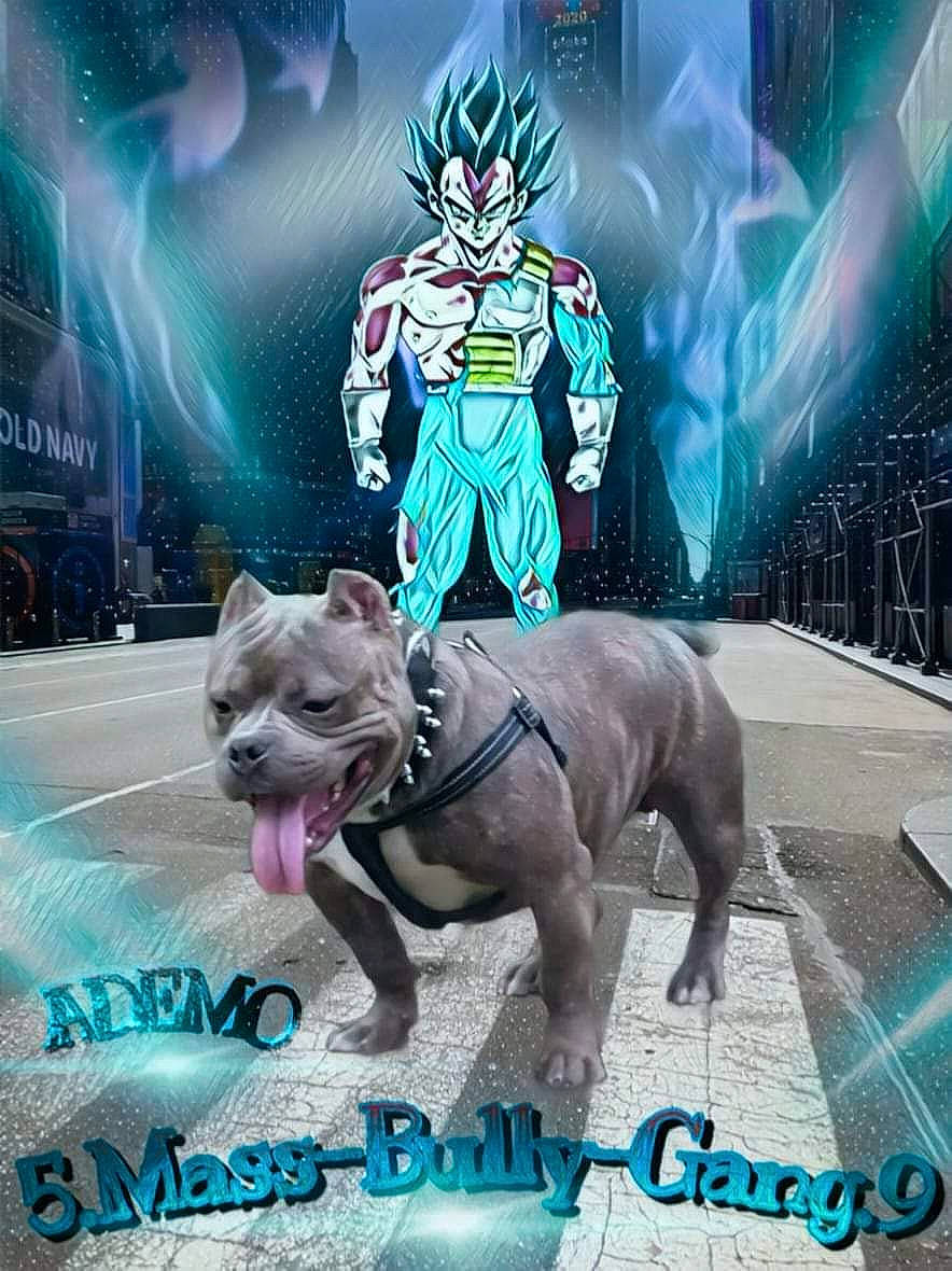 Ademo American Bully Abkc participe au concours pour gagner de l'argent avec cette photo : american_pit_bull_terrier, animation, anime, artwork, bulldog, canidae, fictional_character, games, graphic_design, non_sporting_group