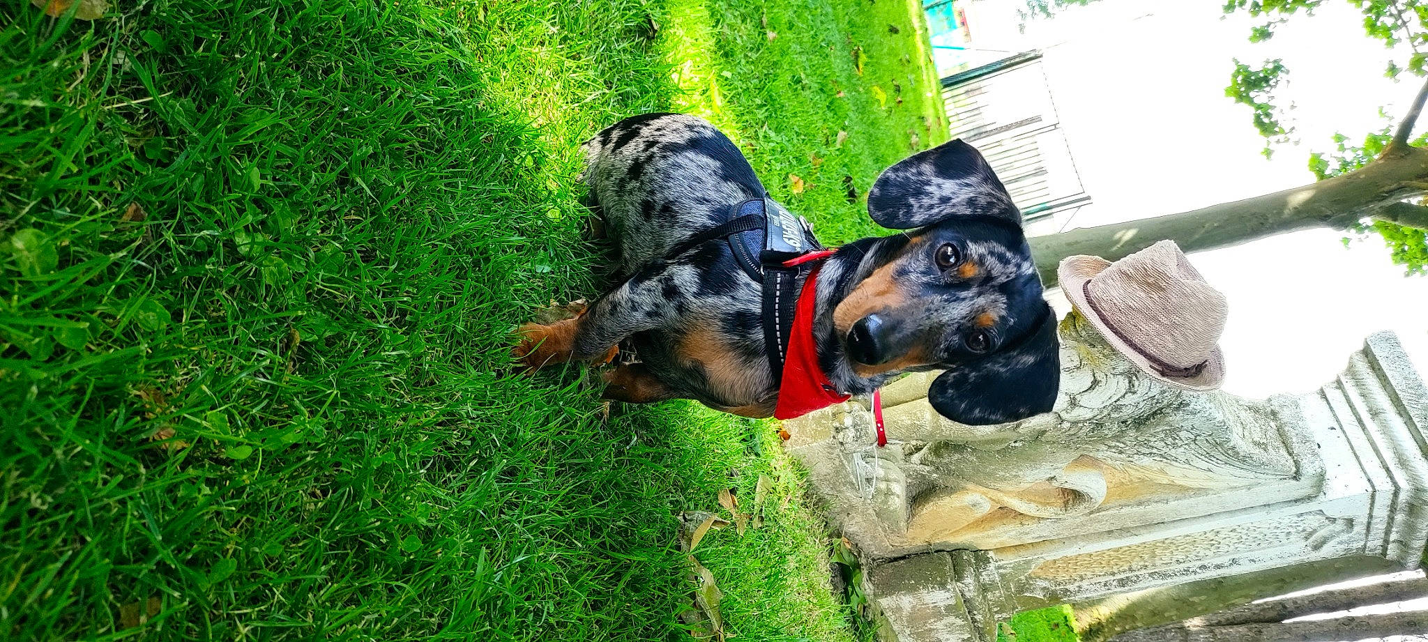 Simbad a rejoint le concours — aidez-le/la à gagner de superbes lots ! adventure, canidae, carnivore, collar, companion_dog, dog, dog_breed, dog_collar, dog_supply, grass, green, groundcover, guard_dog, pet_supply, plant, snout, sporting_group, tree, working_animal, working_dog