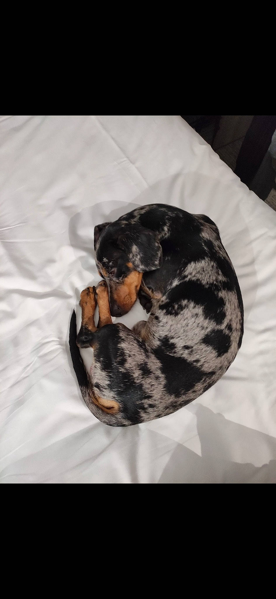 Simbad participe au concours pour gagner de l'argent avec cette photo : art, canidae, carnivore, comfort, dog, dog_breed, fawn, felidae, fur, linens, military_camouflage, pattern, small_to_medium_sized_cats, sporting_group, tail, terrestrial_animal, visual_arts