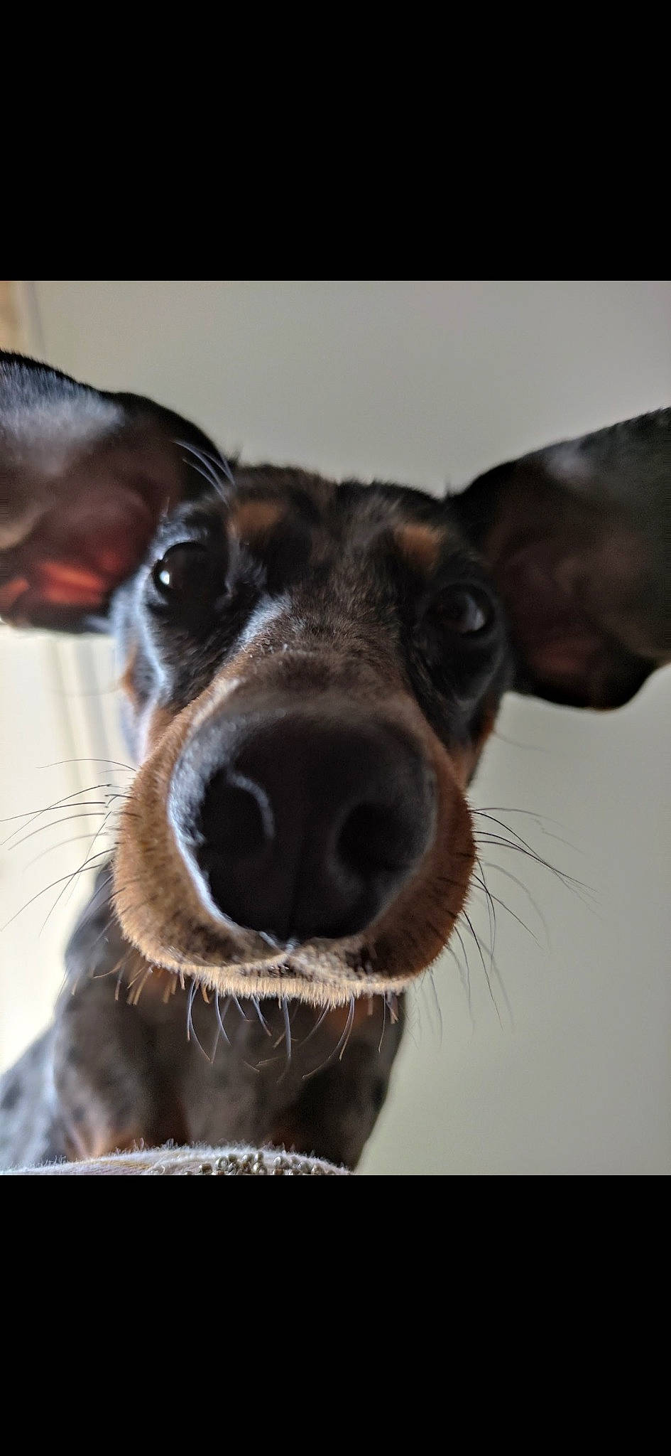 Simbad participe au concours pour gagner de l'argent avec cette photo : canidae, carnivore, close_up, collar, companion_dog, dog, dog_breed, ear, eyelash, fawn, fur, happy, liver, selfie, sporting_group, terrestrial_animal, whiskers, working_animal