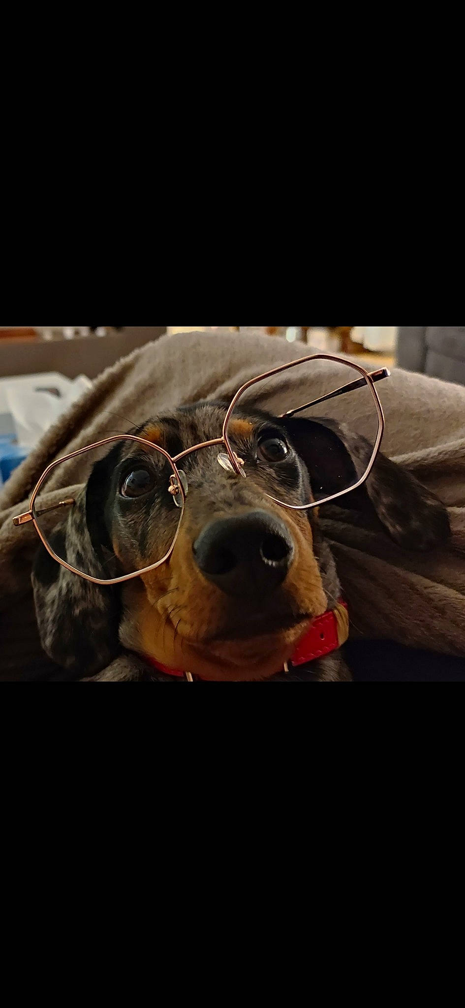 Simbad a rejoint le concours — aidez-le/la à gagner de superbes lots ! audio_equipment, automotive_lighting, carnivore, cloud, collar, companion_dog, dog, dog_breed, dog_collar, eyewear, glasses, goggles, leash, liver, metal, snout, sunglasses, vision_care, whiskers, working_animal