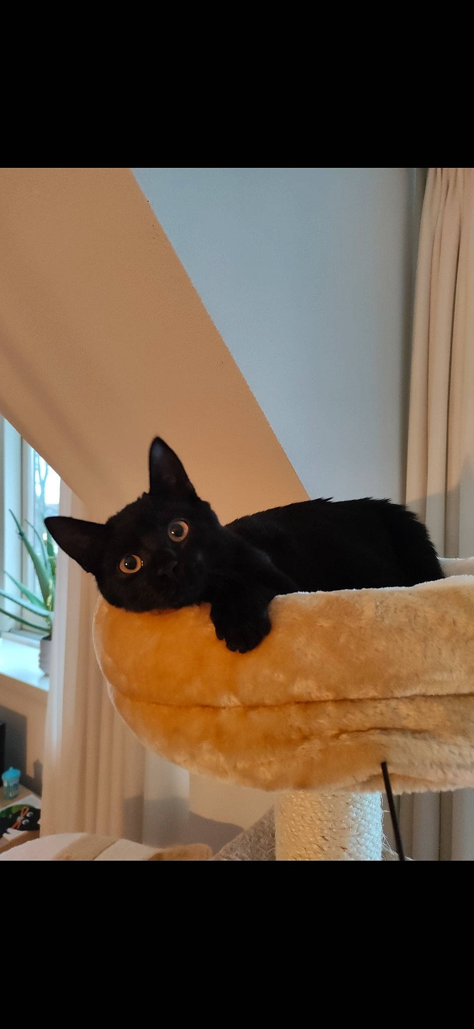 Salem participe au concours pour gagner de l'argent avec cette photo : black_cat, bombay, carnivore, cat, cat_supply, comfort, curtain, domestic_short_haired_cat, felidae, flooring, fur, linens, pet_supply, rectangle, small_to_medium_sized_cats, snout, tail, whiskers, window, wood