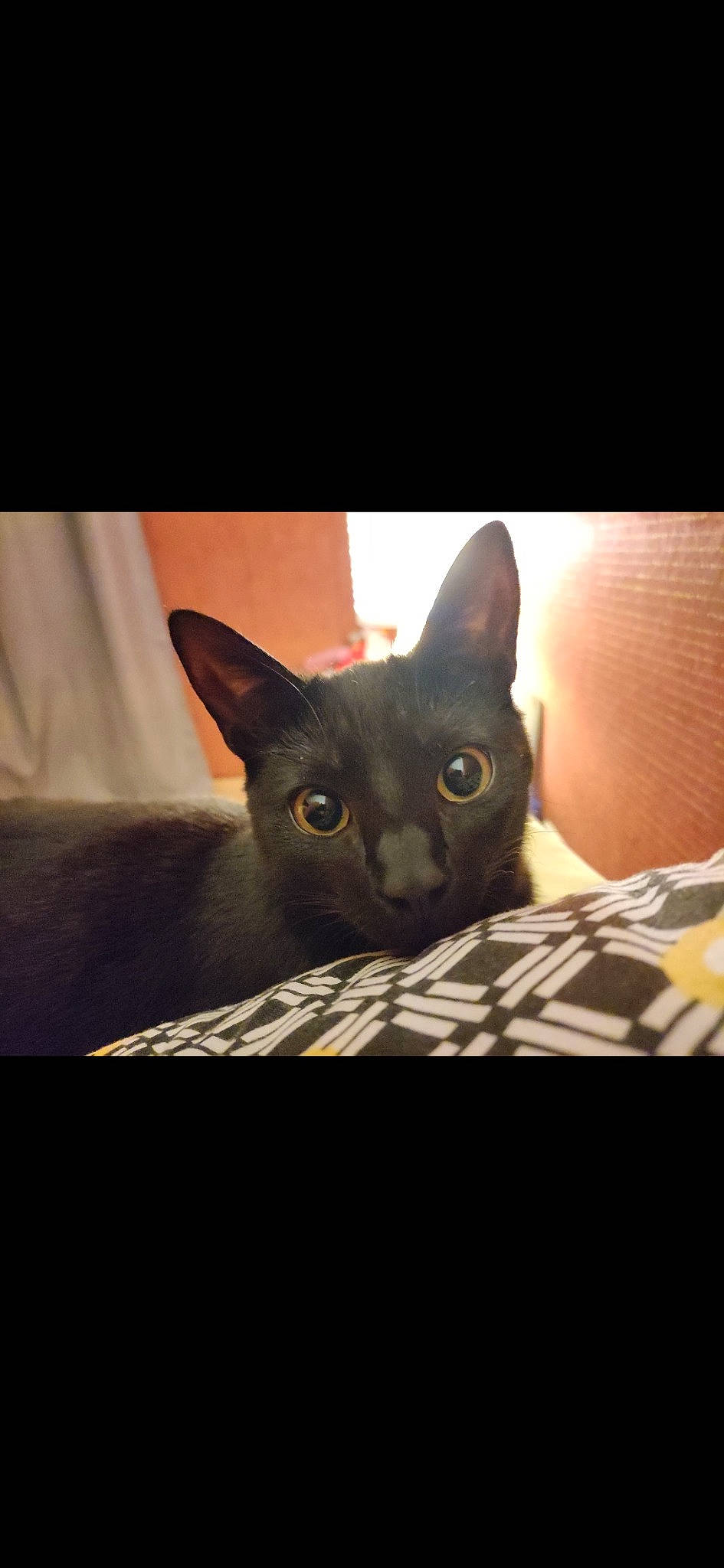 Salem a rejoint le concours — aidez-le/la à gagner de superbes lots ! carmine, carnivore, cat, comfort, darkness, domestic_short_haired_cat, ear, felidae, fur, grey, iris, photo_caption, small_to_medium_sized_cats, snout, whiskers