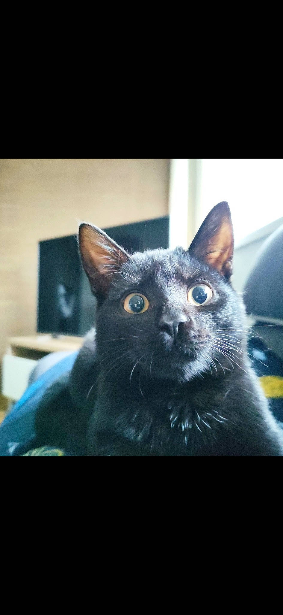Salem participe au concours pour gagner de l'argent avec cette photo : black_cat, carnivore, cat, comfort, domestic_short_haired_cat, electric_blue, eye, felidae, fur, small_to_medium_sized_cats, snout, terrestrial_animal, whiskers