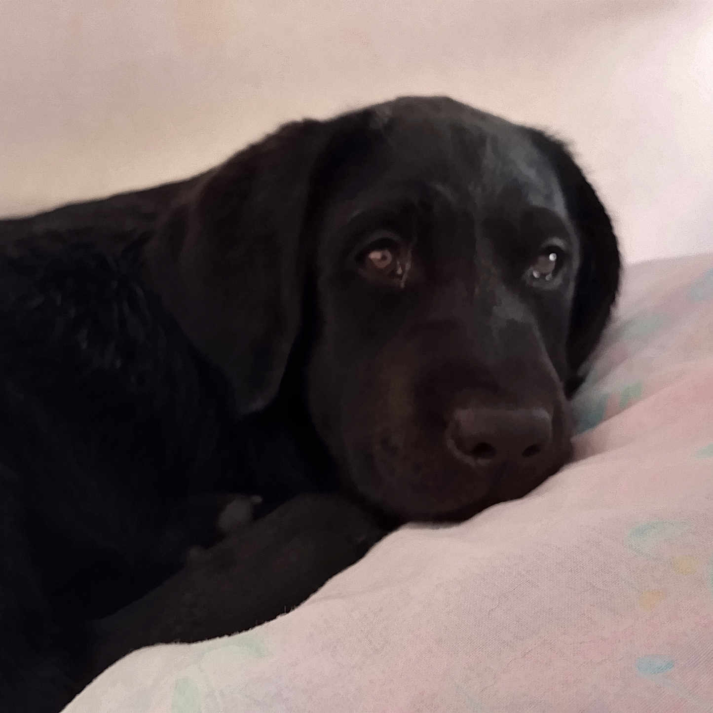 Xena participe au concours pour gagner de l'argent avec cette photo : animal, canine, dog, hound, labradorretriever, pet, pointer, puppy, snout