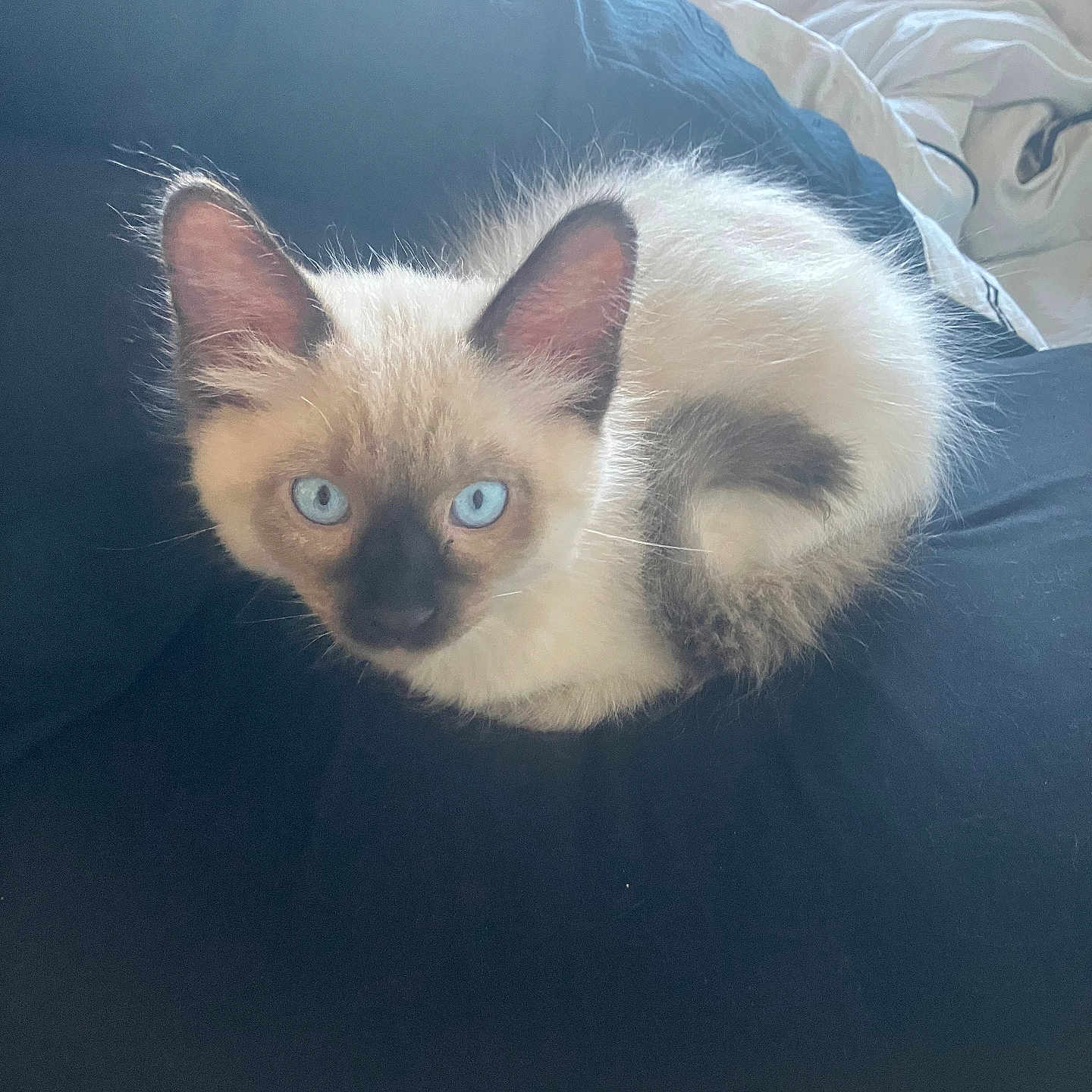 Artemis joined the competition — help win amazing prizes! angora, animal, bed, bedroom, blanket, cat, furniture, indoors, kitten, manx, pet, room, siamese