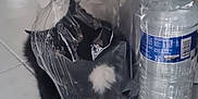 Hirmas a rejoint le concours — aidez-le/la à gagner de superbes lots ! cat, black_cat, plastic_bag, water_bottle, tile_floor, indoor, pet, animal, curious, playful, white_paws, black_fur, transparent, container, household, floor, closeup, domestic, funny, messy