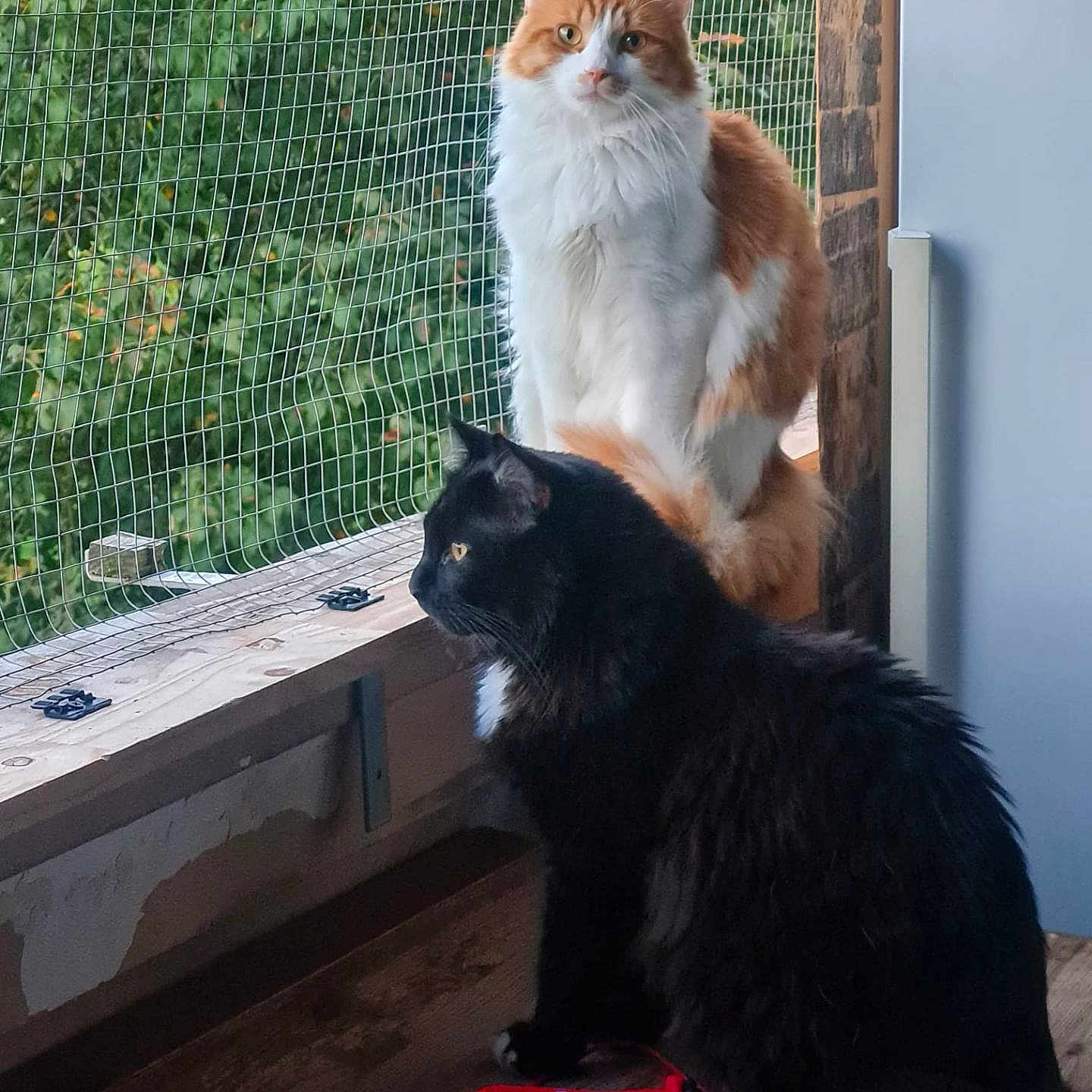 Hirmas participe au concours pour gagner de l'argent avec cette photo : black_cat, cat, closeup, companions, curious, domestic_animals, electronics, feline, fluffy, greenery, indoor, looking_out, mesh_screen, natural_light, orange_cat, pets, sitting, two_animals, window, wooden_surface