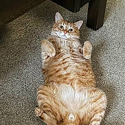 Milo joined the competition — help win amazing prizes! cat, orange_tabby, carpet, indoor, pet, feline, relaxed, lying_down, paws_up, wide_eyes, furniture, home, cute, animal, mammal, domestic, whiskers, tail, funny_pose, resting