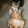cat, orange_tabby, carpet, indoor, pet, feline, relaxed, lying_down, paws_up, wide_eyes, furniture, home, cute, animal, mammal, domestic, whiskers, tail, funny_pose, resting