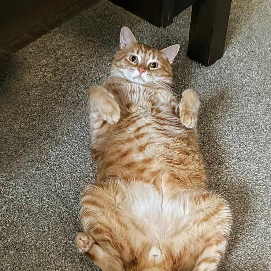 Milo joined the competition — help win amazing prizes! cat, orange_tabby, carpet, indoor, pet, feline, relaxed, lying_down, paws_up, wide_eyes, furniture, home, cute, animal, mammal, domestic, whiskers, tail, funny_pose, resting