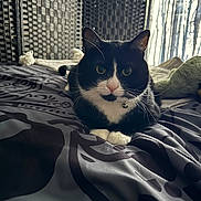 Sylvester joined the competition — help win amazing prizes! cat, black_and_white, bedspread, indoor, feline, pet, resting, whiskers, ears, paws, blanket, cozy, light, curtains, pattern, wicker, relaxed, domestic, animal, fur