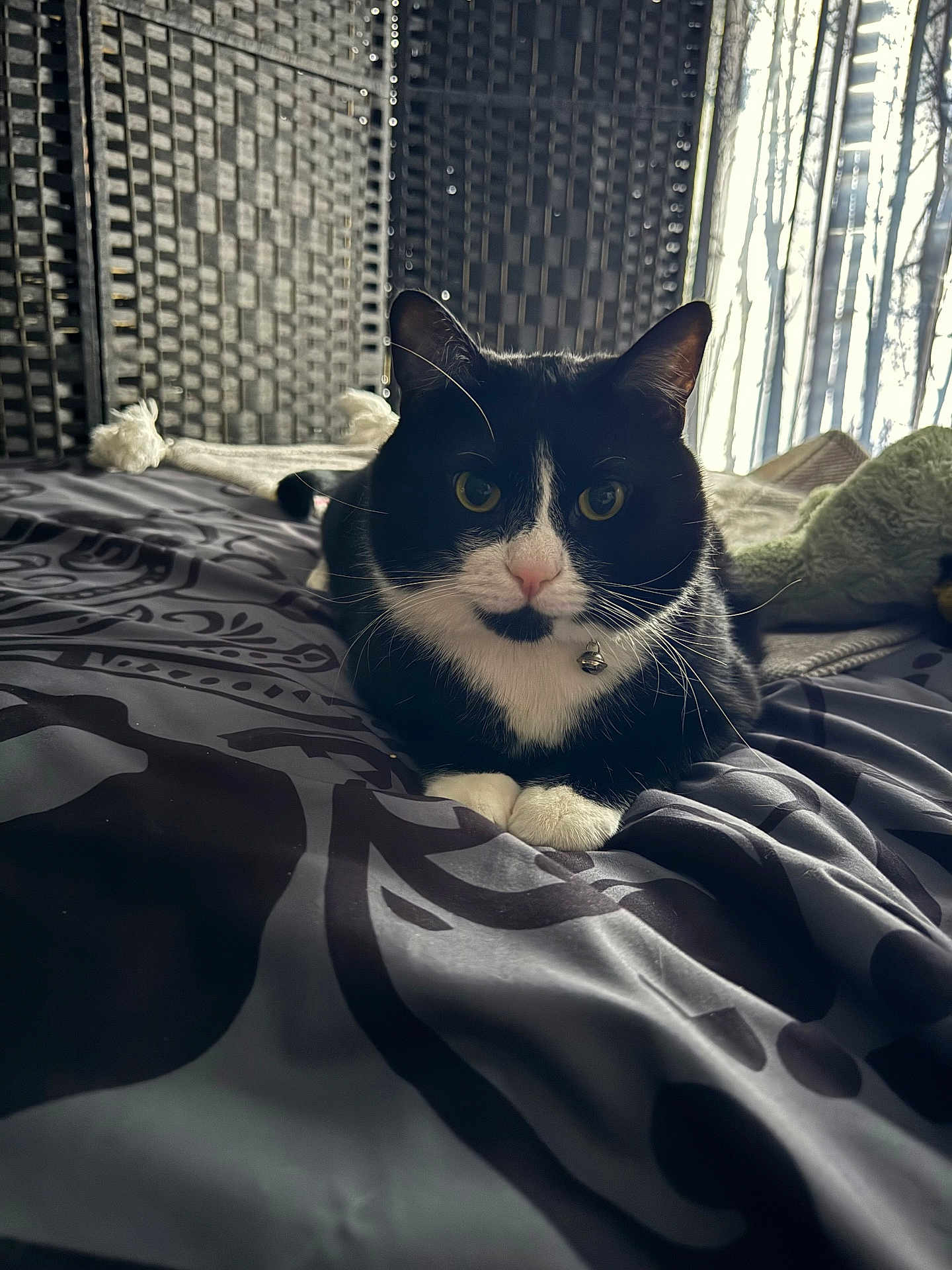 Sylvester joined the competition — help win amazing prizes! cat, black_and_white, bedspread, indoor, feline, pet, resting, whiskers, ears, paws, blanket, cozy, light, curtains, pattern, wicker, relaxed, domestic, animal, fur