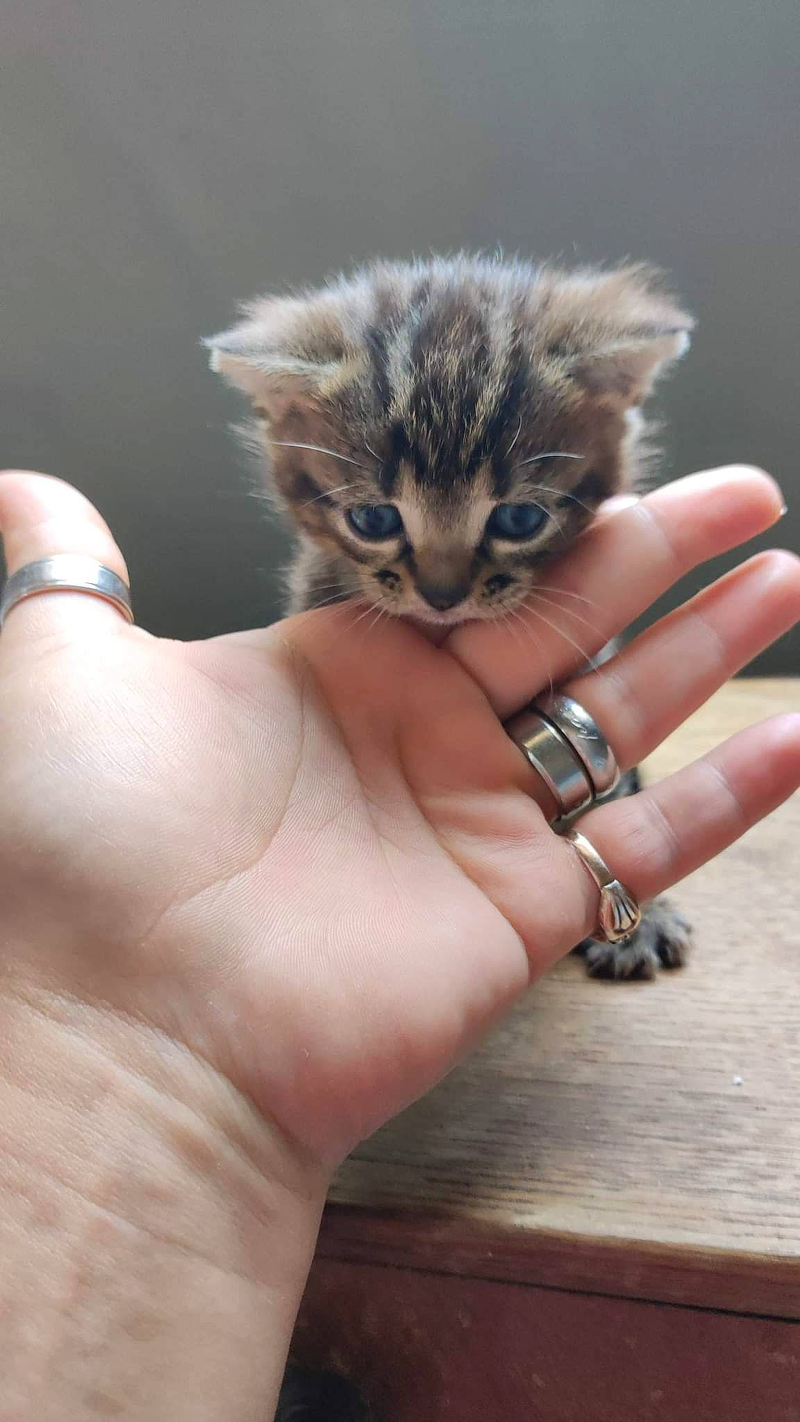 Tybiscuit a rejoint le concours — aidez-le/la à gagner de superbes lots ! carnivore, cat, claw, domestic_short_haired_cat, felidae, finger, fur, gesture, hand, jewellery, nail, paw, small_to_medium_sized_cats, snout, terrestrial_animal, thumb, whiskers, wildlife, wood, wrist