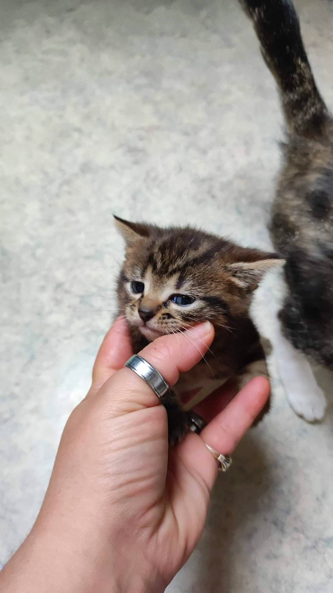 Tybiscuit participe au concours pour gagner de l'argent avec cette photo : carnivore, cat, claw, domestic_short_haired_cat, felidae, finger, fur, gesture, nail, plant, small_to_medium_sized_cats, tail, terrestrial_animal, thumb, whiskers