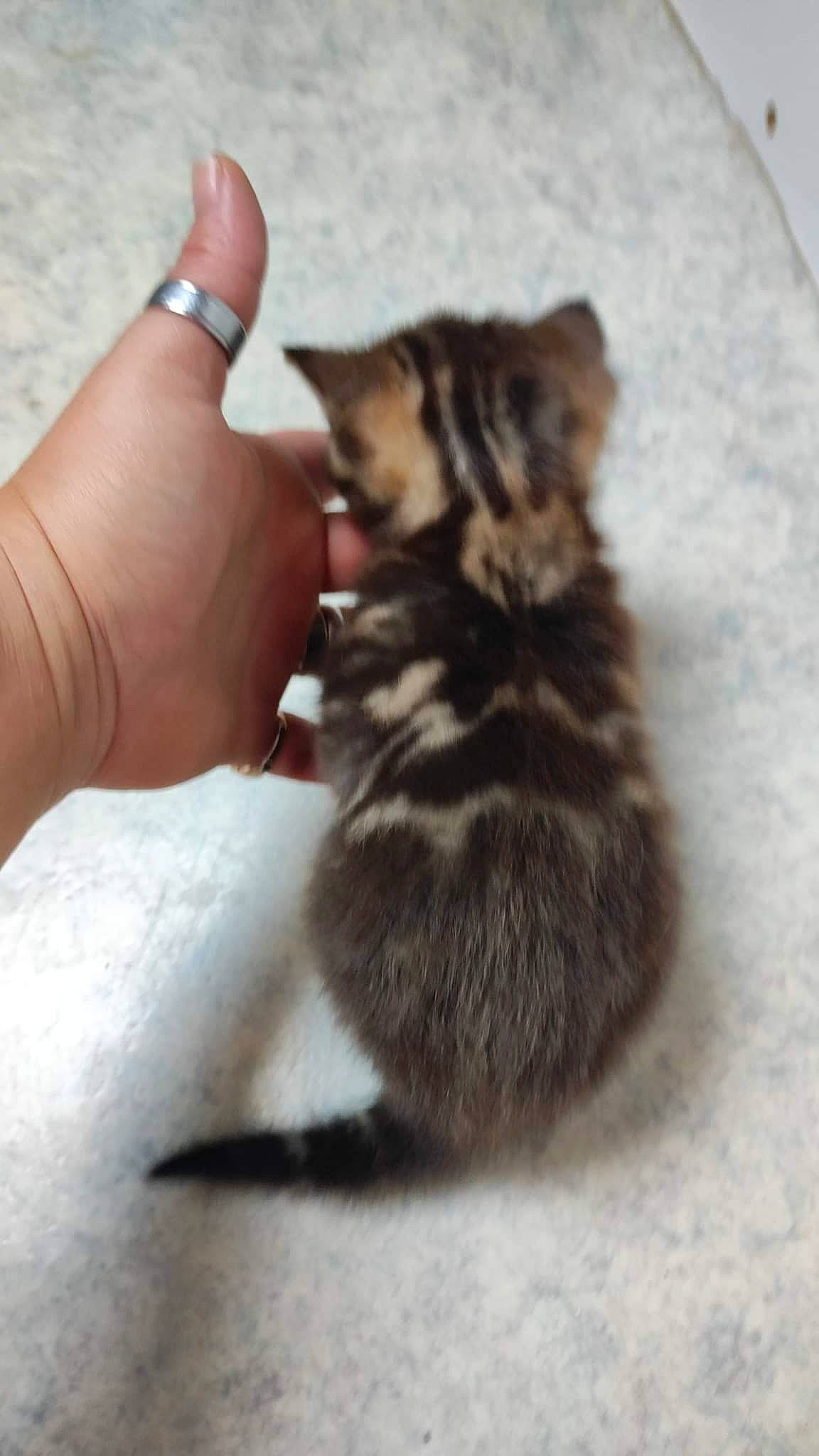 Tybiscuit participe au concours pour gagner de l'argent avec cette photo : carnivore, cat, claw, domestic_short_haired_cat, felidae, flooring, fur, gesture, jewellery, nail, paw, small_to_medium_sized_cats, tail, terrestrial_animal, thumb, watch, whiskers, wood, wrist