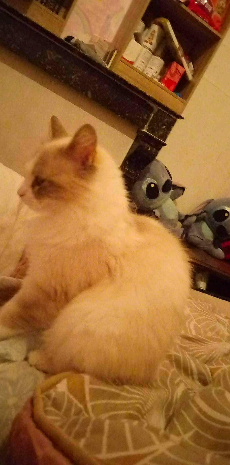 Neige participe au concours pour gagner de l'argent avec cette photo : british_longhair, carnivore, cat, claw, comfort, fawn, felidae, flooring, fur, hardwood, paw, ragdoll, small_to_medium_sized_cats, tail, terrestrial_animal, toy, whiskers, wood