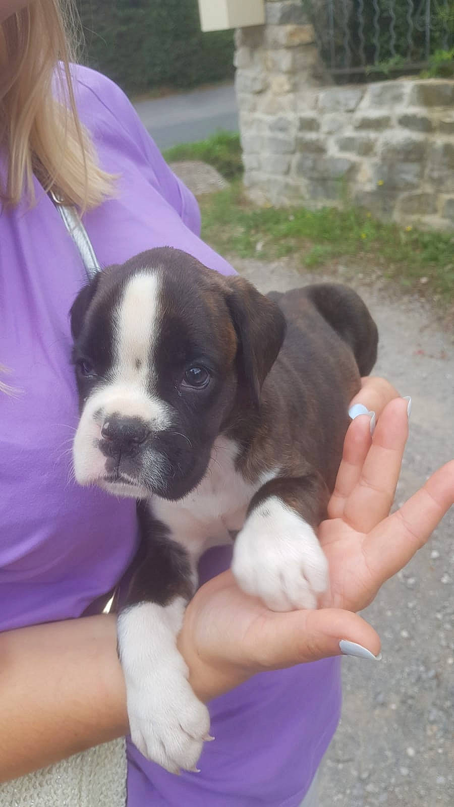 Shelby a rejoint le concours — aidez-le/la à gagner de superbes lots ! bored, boston_terrier, canidae, carnivore, companion_dog, dog, dog_breed, fawn, fur, grass, non_sporting_group, plant, puppy, puppy_love, snout, sporting_group, terrestrial_animal, toy_dog, working_animal, working_dog