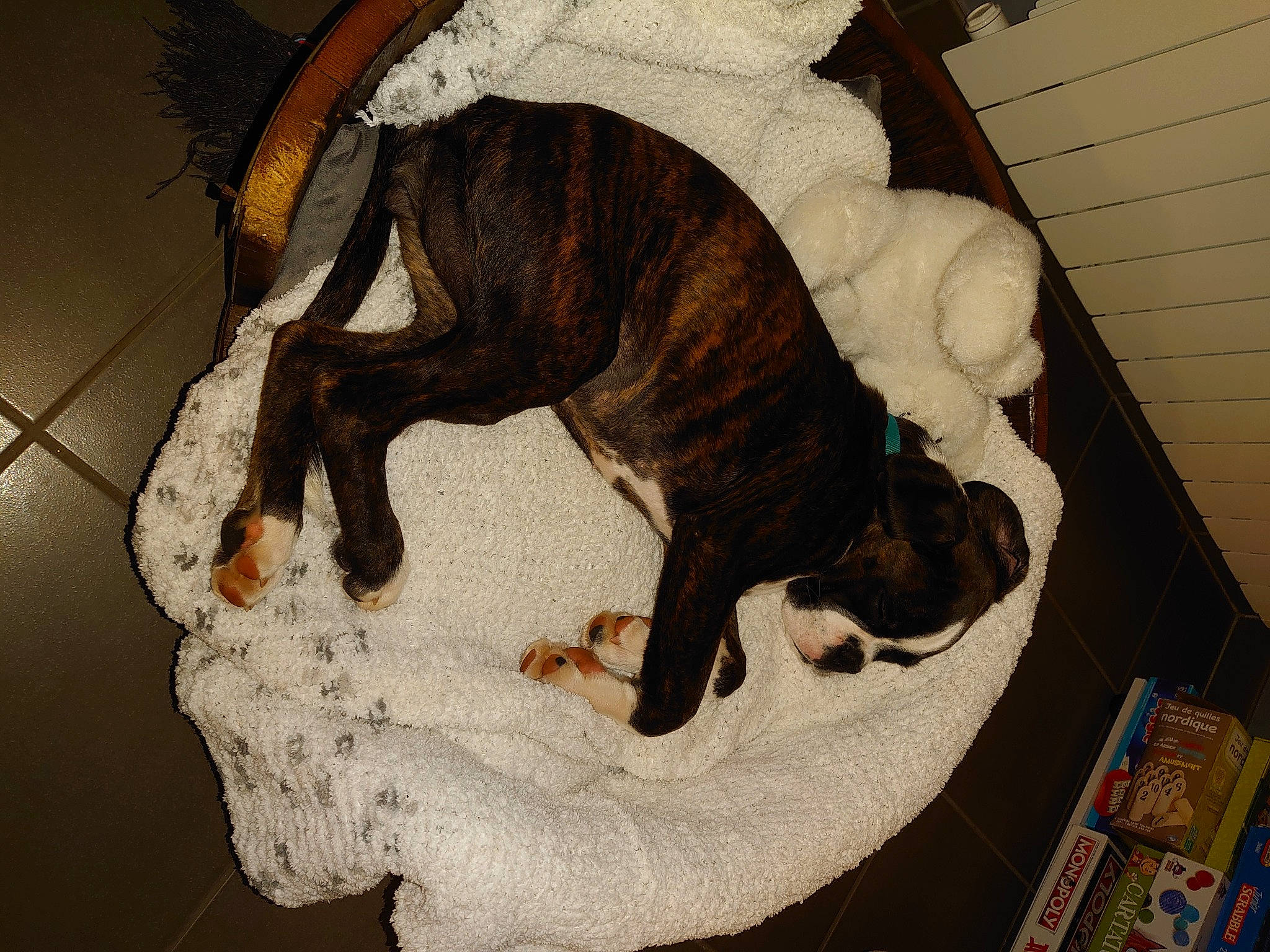 Shelby participe au concours pour gagner de l'argent avec cette photo : canidae, carnivore, claw, comfort, companion_dog, dog, dog_breed, fawn, felidae, fur, guard_dog, paw, small_to_medium_sized_cats, snout, sporting_group, tail, terrestrial_animal, whiskers, wood, working_animal