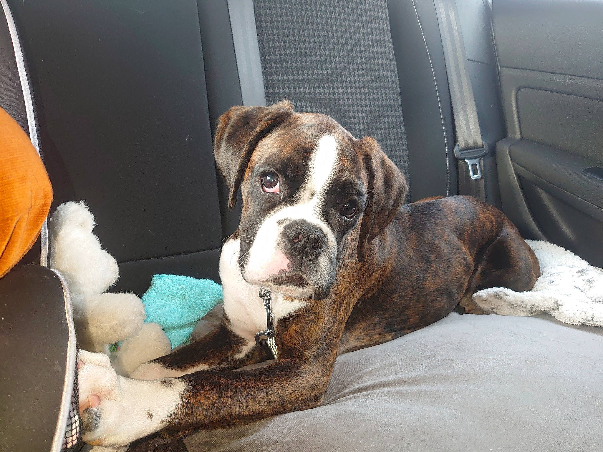 Shelby a rejoint le concours — aidez-le/la à gagner de superbes lots ! bored, canidae, carnivore, collar, comfort, companion_dog, dog, dog_breed, dog_collar, dog_supply, door, fawn, fur, liver, paw, snout, sporting_group, whiskers, working_animal, working_dog