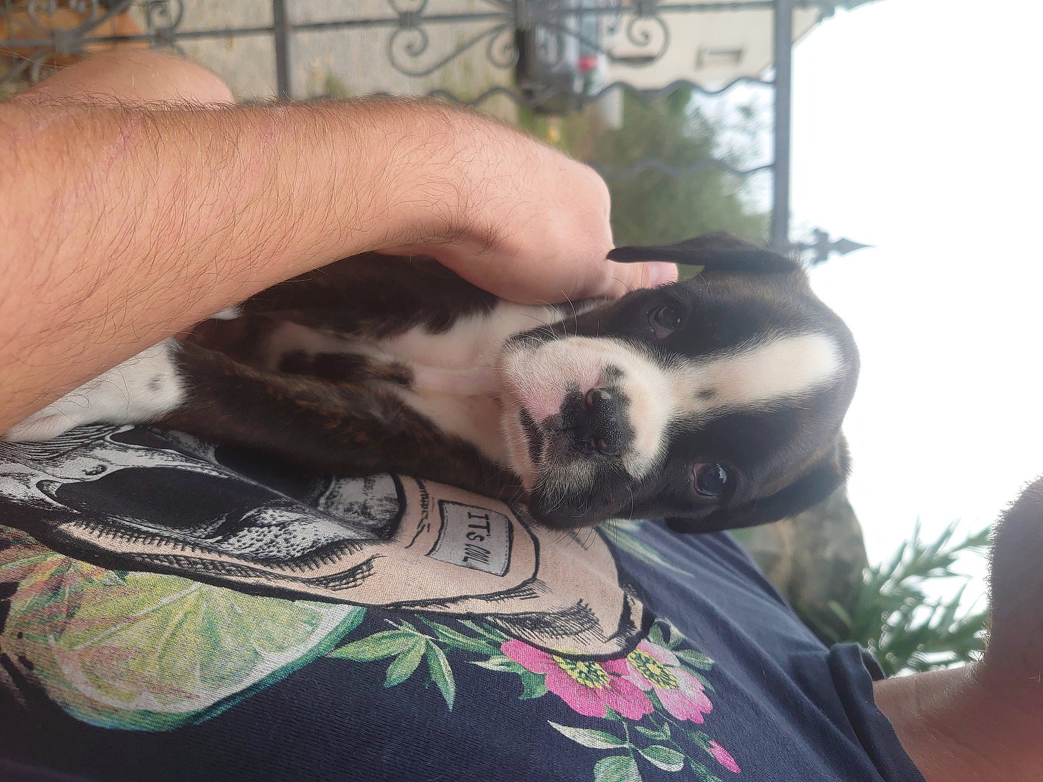 Shelby participe au concours pour gagner de l'argent avec cette photo : beard, carnivore, cat, chest, cool, elbow, felidae, finger, fur, human_leg, sleeve, small_to_medium_sized_cats, snout, tattoo_artist, temporary_tattoo, thigh, tree, trunk, whiskers, wrist