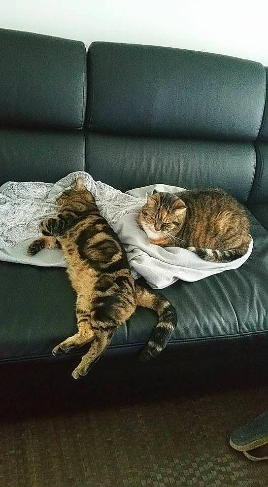 Houna a rejoint le concours — aidez-le/la à gagner de superbes lots ! brown, carnivore, cat, comfort, couch, domestic_short_haired_cat, felidae, fur, grey, hardwood, mammal, nap, paw, room, sitting, small_to_medium_sized_cats, tail, vertebrate, whiskers, wood