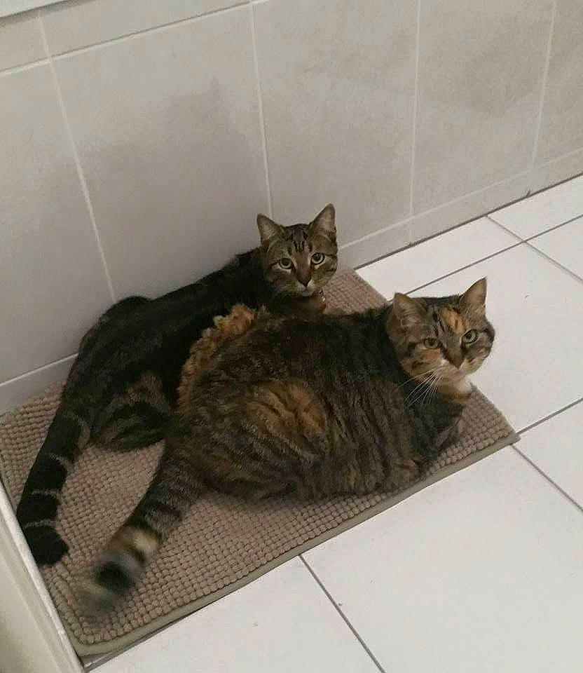 Houna participe au concours pour gagner de l'argent avec cette photo : animal_shelter, carnivore, cat, claw, comfort, domestic_short_haired_cat, felidae, flooring, fur, grey, hardwood, paw, pet_supply, small_to_medium_sized_cats, snout, tail, terrestrial_animal, whiskers, wood