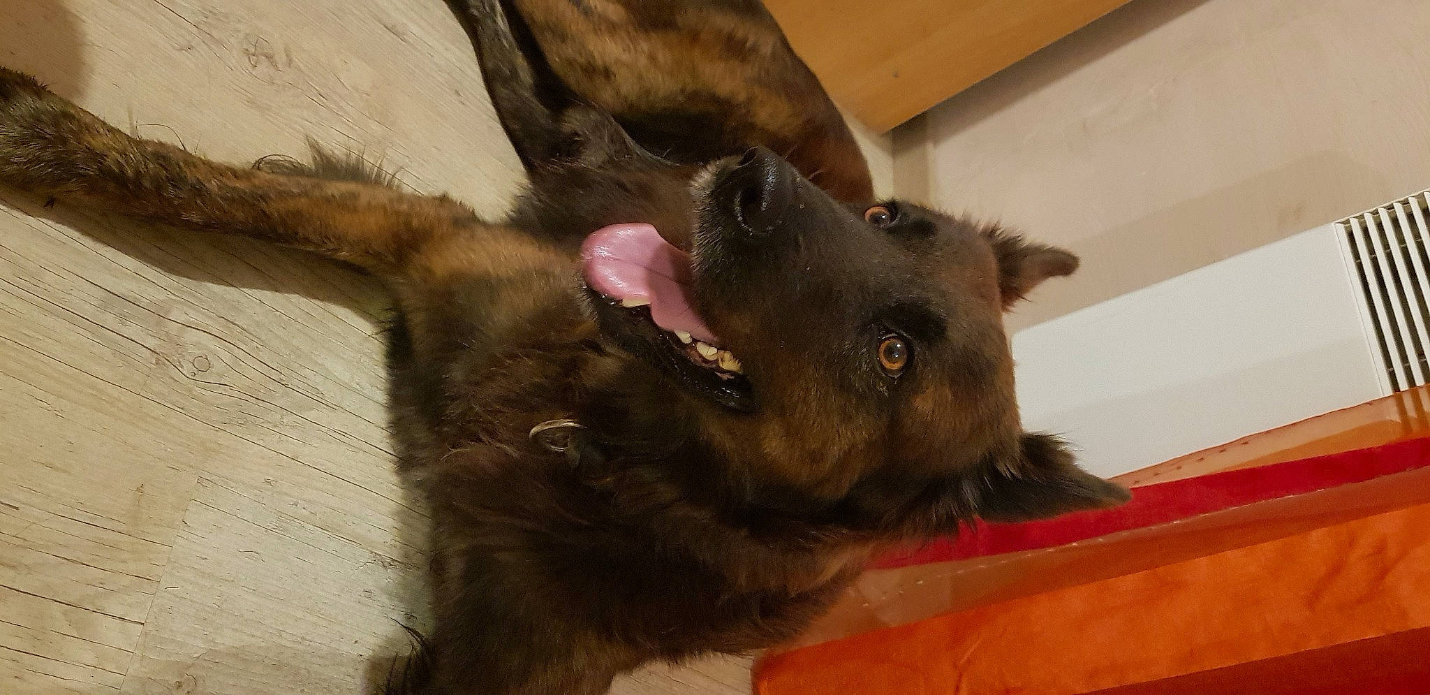 Flip participe au concours pour gagner de l'argent avec cette photo : canidae, carnivore, claw, dog_breed, ear, fawn, felidae, fur, liver, natural_material, paw, small_to_medium_sized_cats, snout, sporting_group, tail, terrestrial_animal, whiskers, wood, working_animal