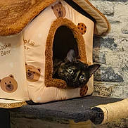 Zola a rejoint le concours — aidez-le/la à gagner de superbes lots ! animal, black, brown, cat, cat_house, cozy, curious, cute, feline, furniture, home, indoor, pet, plush, resting, scratching_post, soft, stone_wall, tortoiseshell_cat, toy