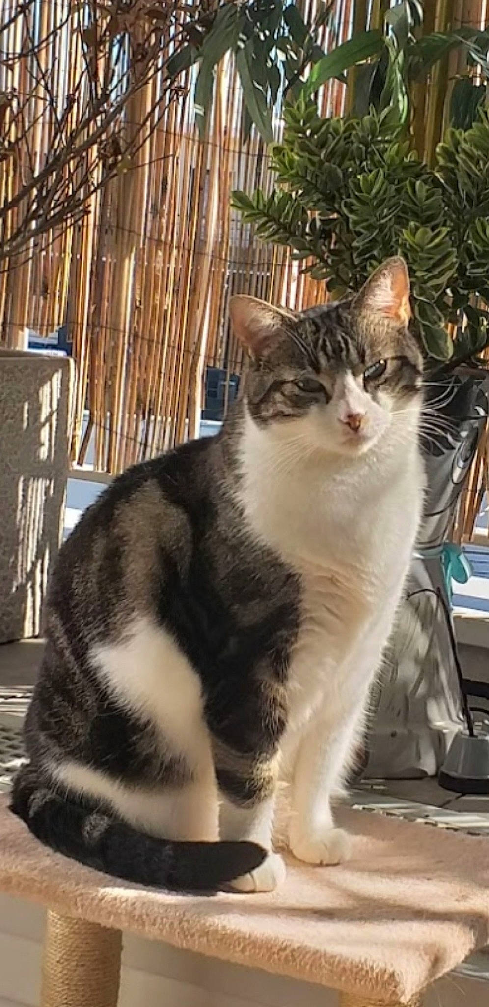 Minouchette participe au concours pour gagner de l'argent avec cette photo : carnivore, cat, claw, domestic_short_haired_cat, felidae, fur, grass, paw, plant, sitting, small_to_medium_sized_cats, snout, street, tail, terrestrial_animal, tree, whiskers, window