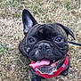 Arthémis a rejoint le concours — aidez-le/la à gagner de superbes lots ! dog, french_bulldog, brindle, tongue_out, happy, pet, canine, animal, outdoor, grass, sitting, leash, playful, closeup, muzzle, ears, cute, smiling, domestic_animal, red_harness