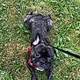 Arthémis participe au concours pour gagner de l'argent avec cette photo : dog, french_bulldog, brindle, pet, grass, greenery, outdoor, leash, harness, animal, cute, small_dog, nature, summer, laying_down, flower, pine_cone, canine, playful, park