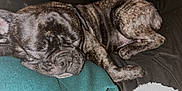 Arthémis a rejoint le concours — aidez-le/la à gagner de superbes lots ! dog, french_bulldog, sleeping, brindle, pet, animal, canine, resting, cute, face, paw, fur, domestic_animal, companion, cozy, indoor, cushion, blanket, relaxed, closeup