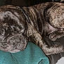 dog, french_bulldog, sleeping, brindle, pet, animal, canine, resting, cute, face, paw, fur, domestic_animal, companion, cozy, indoor, cushion, blanket, relaxed, closeup