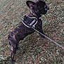 dog, french_bulldog, brindle, harness, security, leash, grass, outdoor, pet, animal, alert, standing, nature, canine, guard, field, fur, mammal, companion, walking