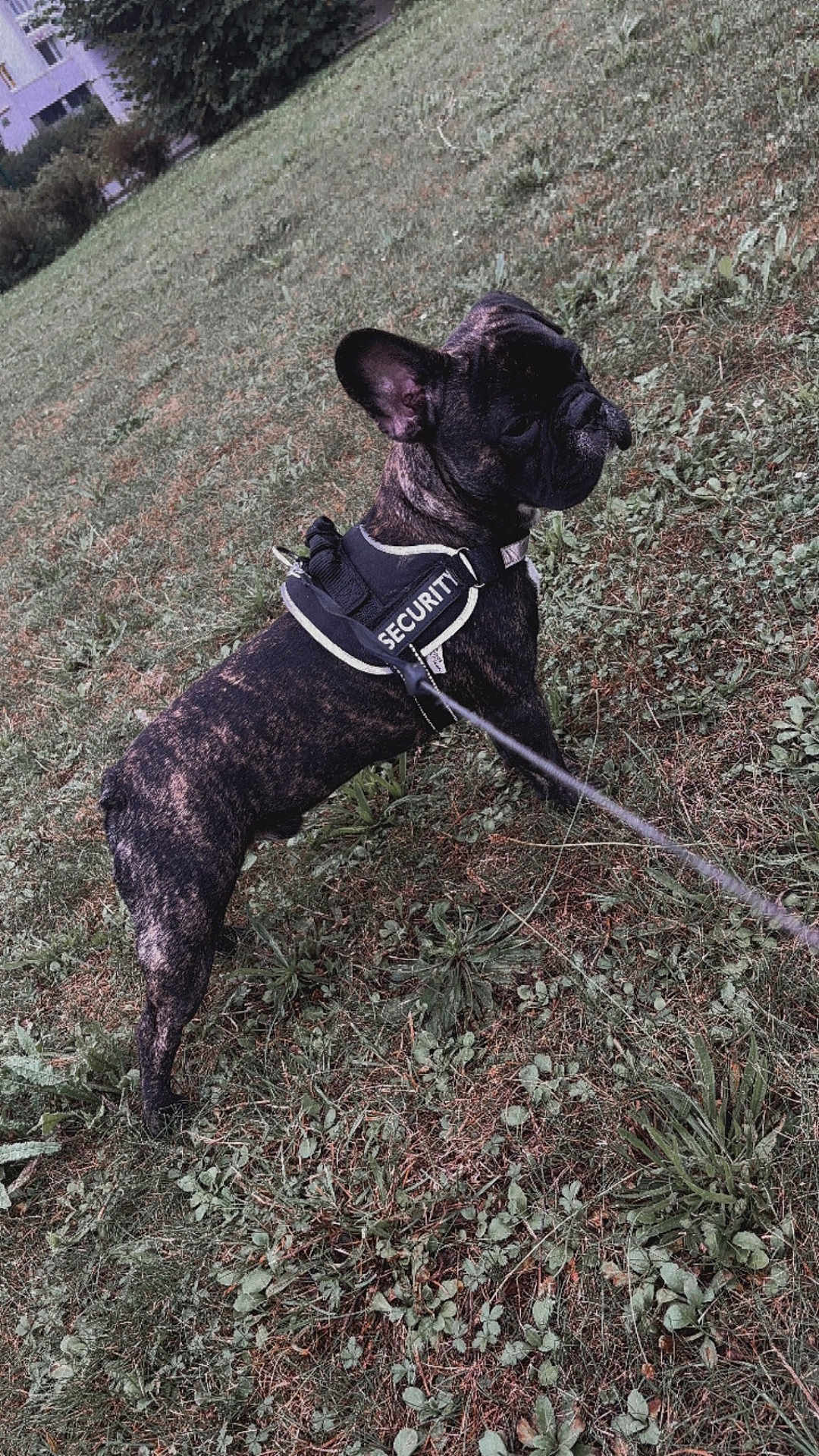 Arthémis a rejoint le concours — aidez-le/la à gagner de superbes lots ! dog, french_bulldog, brindle, harness, security, leash, grass, outdoor, pet, animal, alert, standing, nature, canine, guard, field, fur, mammal, companion, walking