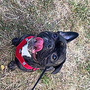 Arthémis participe au concours pour gagner de l'argent avec cette photo : dog, black_dog, canine, pet, grass, outdoor, leash, happy, tongue_out, harness, animal, cute, playful, smiling, nature, fur, ears, eyes, ground, daylight
