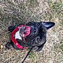dog, black_dog, canine, pet, grass, outdoor, leash, happy, tongue_out, harness, animal, cute, playful, smiling, nature, fur, ears, eyes, ground, daylight