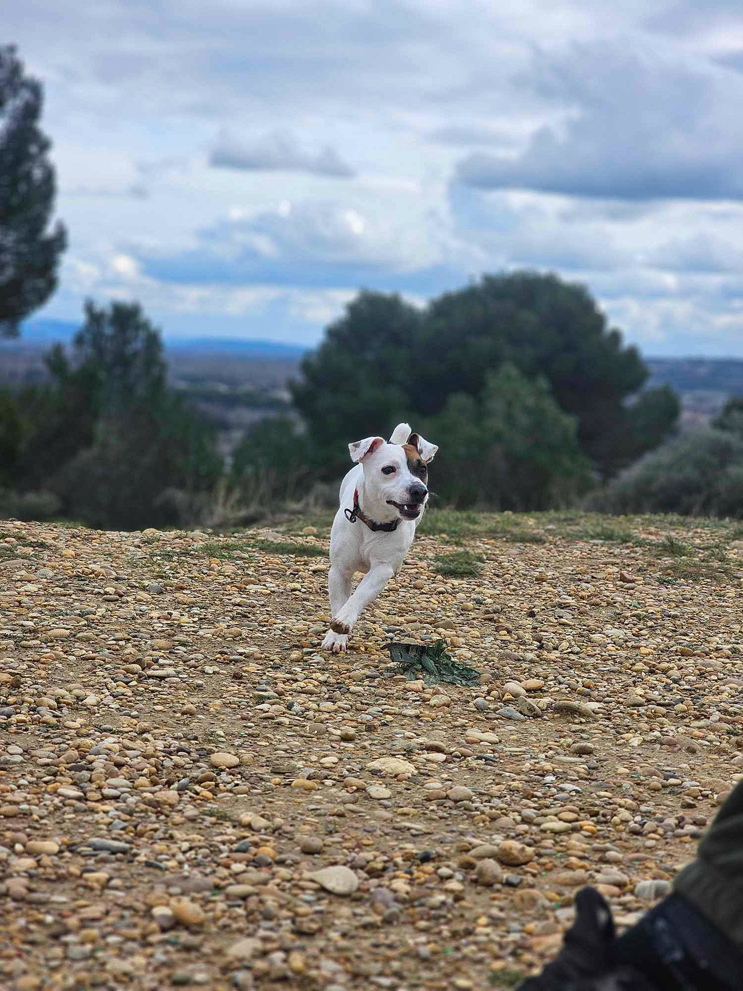 Ace participe au concours pour gagner de l'argent avec cette photo : carnivore, cloud, companion_dog, cumulus, dog, dog_breed, ecoregion, fawn, grass, horizon, landscape, pet_supply, recreation, sky, snout, soil, sporting_group, tail, tree, wood