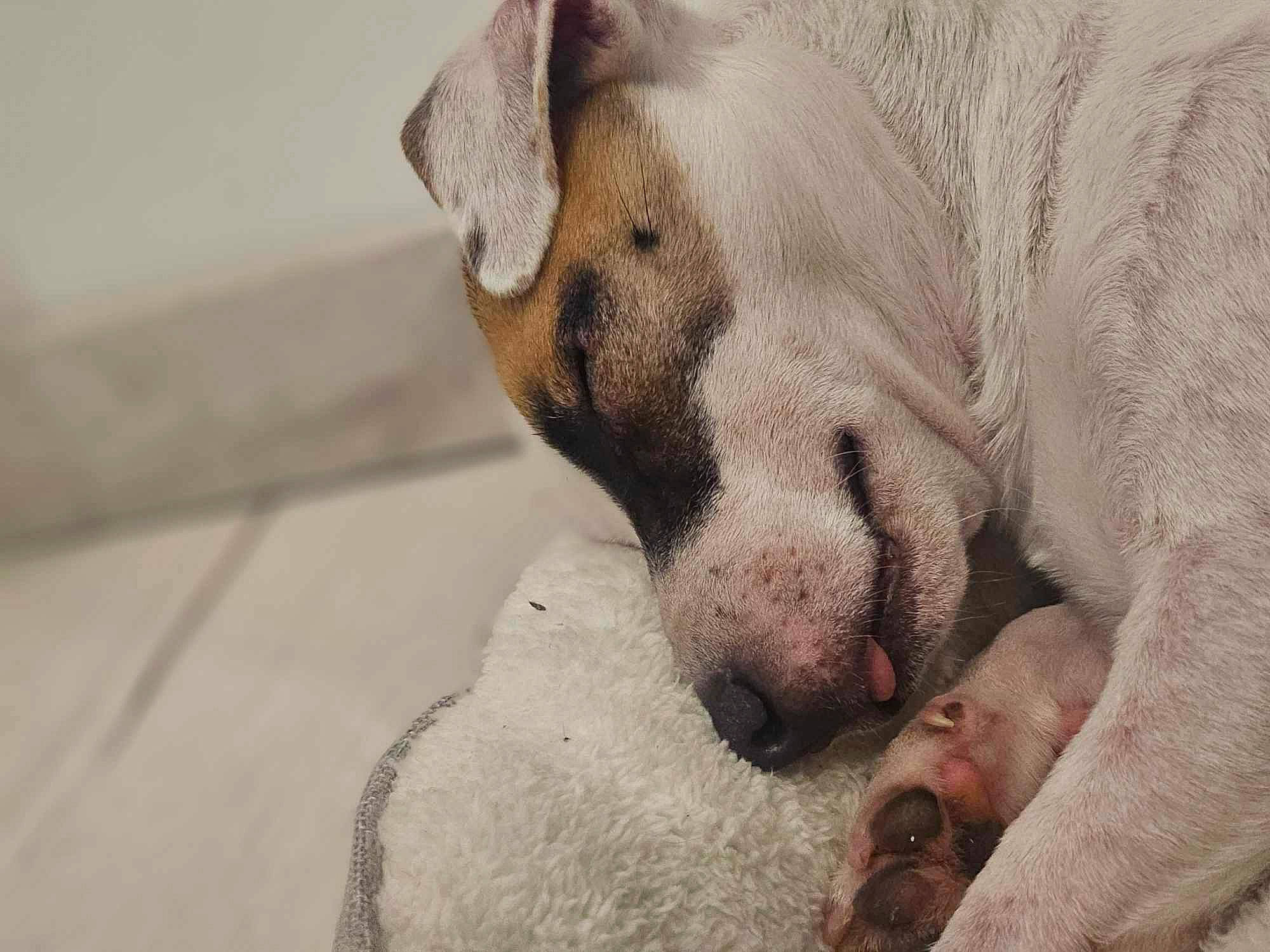 Ace participe au concours pour gagner de l'argent avec cette photo : canidae, carnivore, comfort, companion_dog, dog, dog_breed, fawn, flooring, fur, grey, linens, paw, snout, sporting_group, street_dog, terrestrial_animal, toy_dog, whiskers, working_animal, wrinkle