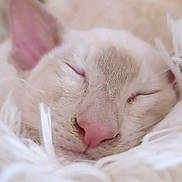 Blaidd is registered to the contest to win money with this photo: abyssinian, angora, animal, blanket, bodypart, canine, cat, dog, face, head, kitten, manx, person, pet, puppy, siamese, sleeping, smelling, snout, white