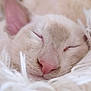 abyssinian, angora, animal, blanket, bodypart, canine, cat, dog, face, head, kitten, manx, person, pet, puppy, siamese, sleeping, smelling, snout, white