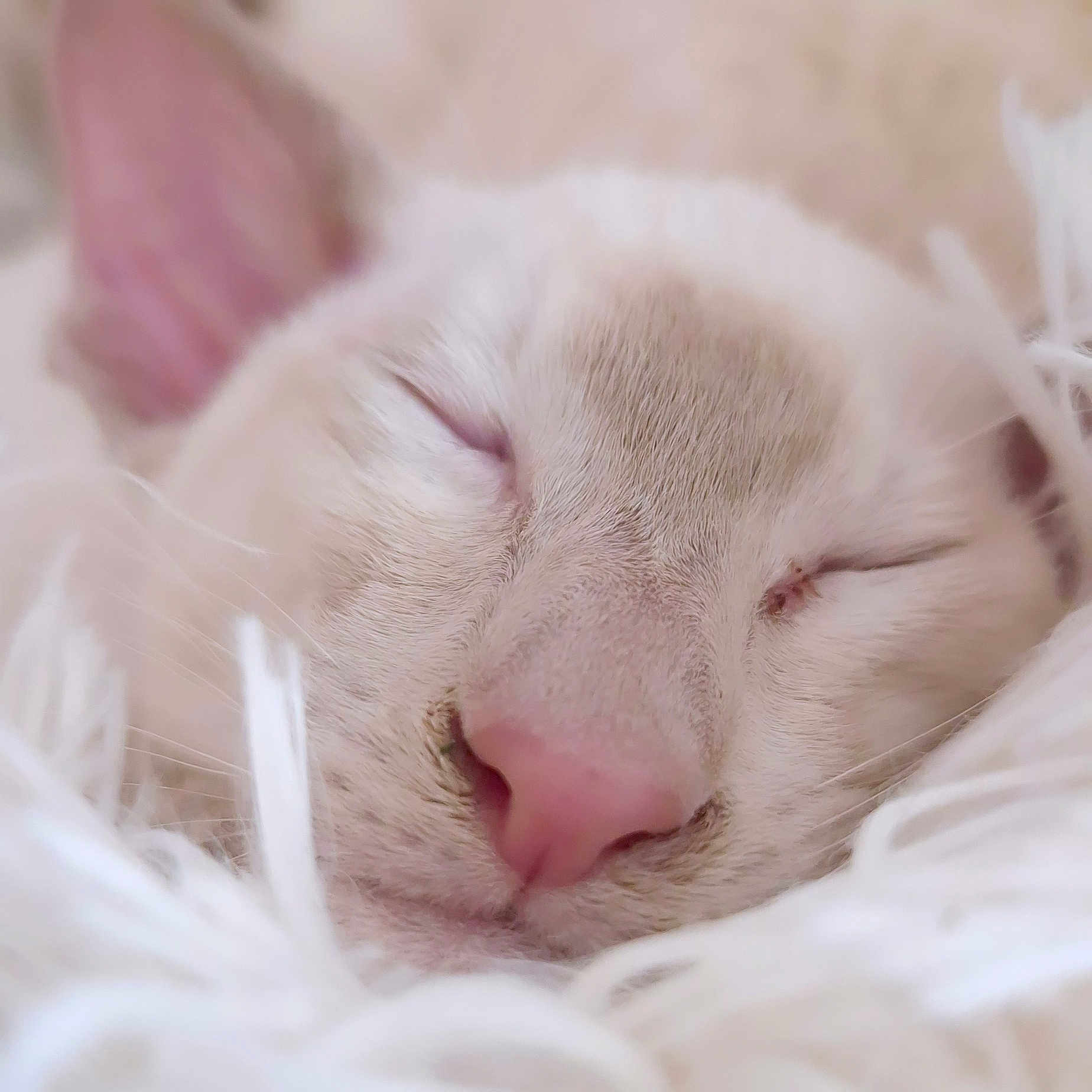 Blaidd is registered to the contest to win money with this photo: abyssinian, angora, animal, blanket, bodypart, canine, cat, dog, face, head, kitten, manx, person, pet, puppy, siamese, sleeping, smelling, snout, white