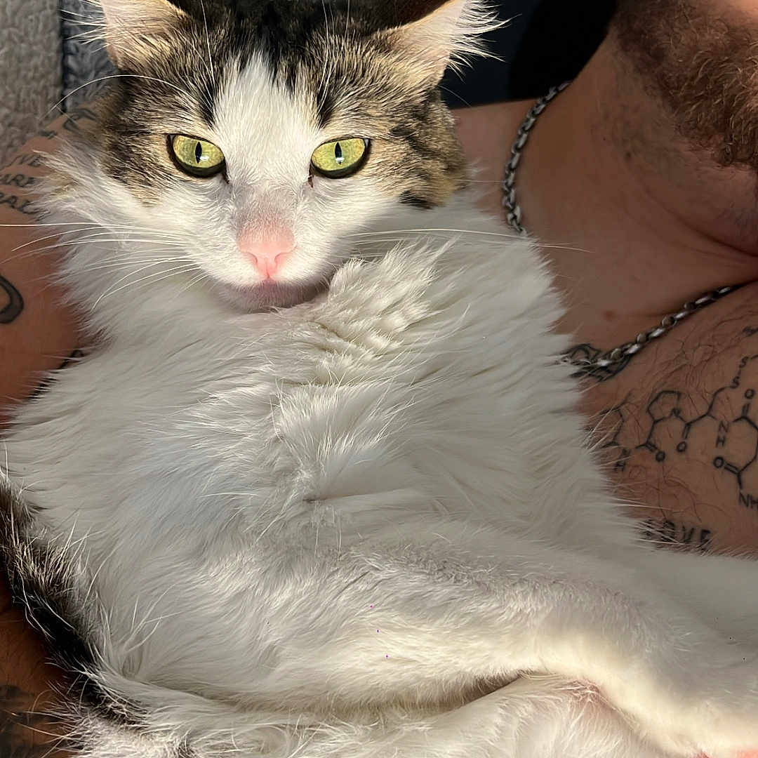 Woody participe au concours pour gagner de l'argent avec cette photo : animal, arm, blanket, cat, chain_necklace, closeup, cozy, face, fur, green_eyes, human, indoor, person, pet, portrait, relaxing, sunlight, tabby, tattoo, white_fur
