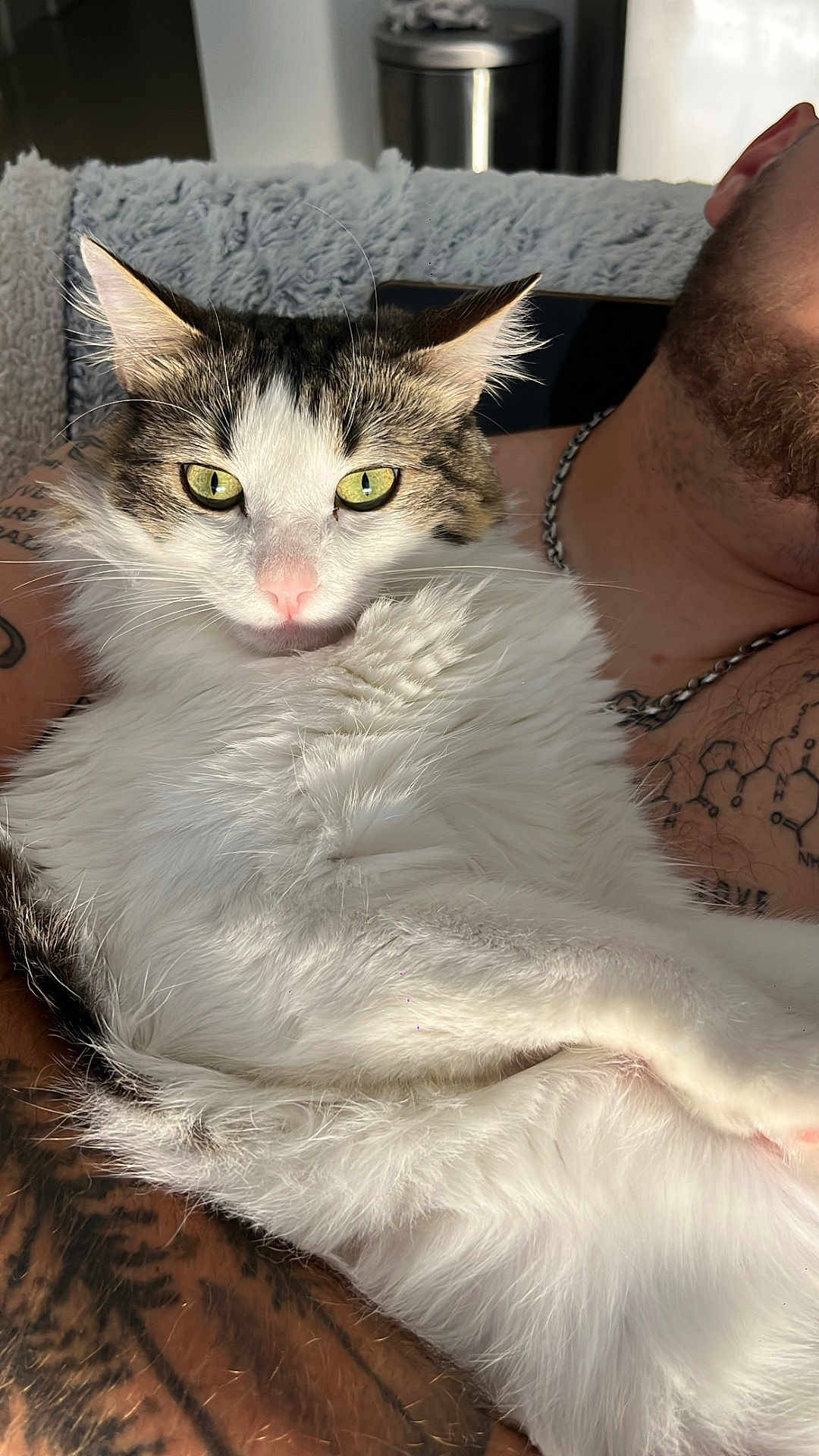 Woody participe au concours pour gagner de l'argent avec cette photo : cat, pet, person, tattoo, arm, fur, green_eyes, white_fur, tabby, indoor, blanket, chain_necklace, closeup, relaxing, sunlight, cozy, portrait, animal, face, human