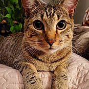 Boomboom joined the competition — help win amazing prizes! cat, tabby_cat, pet, animal, indoor, close_up, quilted_blanket, plant, fan, feline, whiskers, ears, paws, eyes, face, resting, cute, domestic_animal, fur, portrait